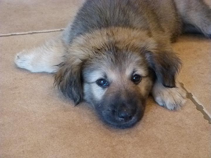 chinook dog